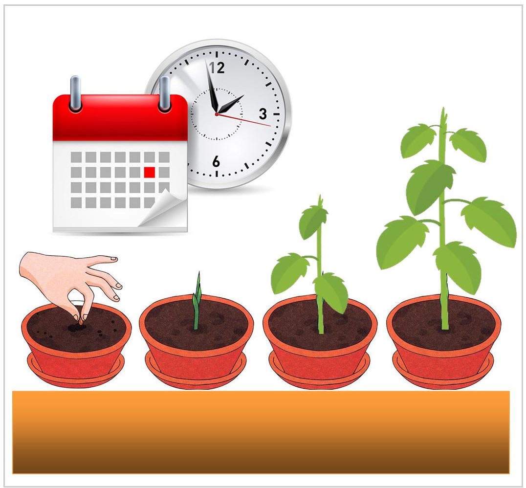 Когда сеять семена овощей на рассаду?